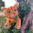 Lionblaze Large Plush Cat